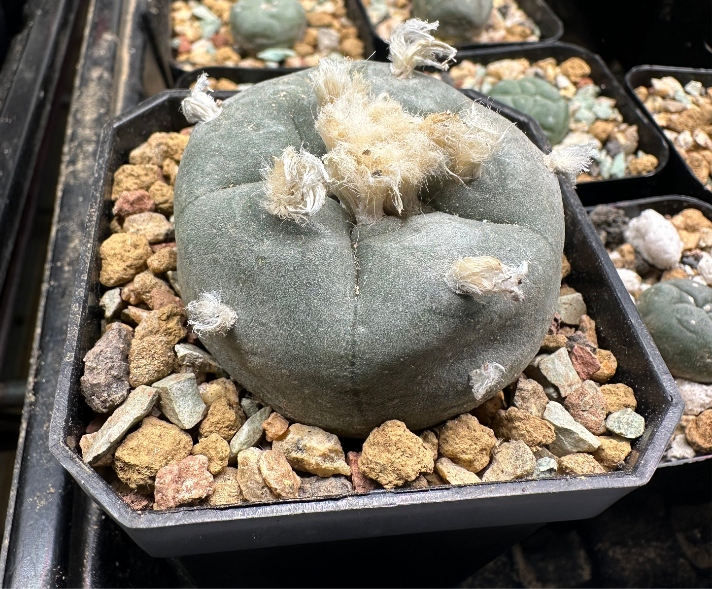 2” Lophophora Williamsii