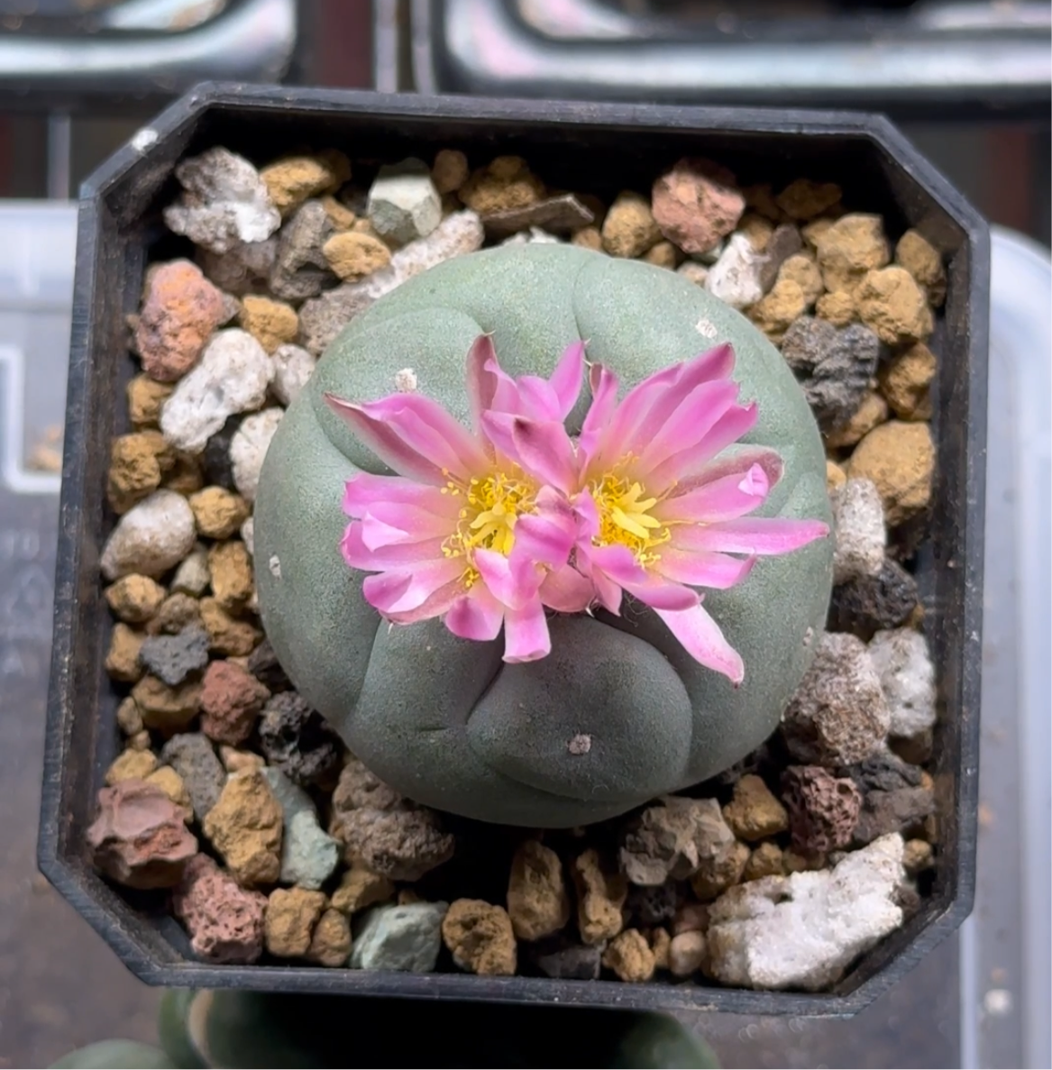 2” Lophophora Fricii