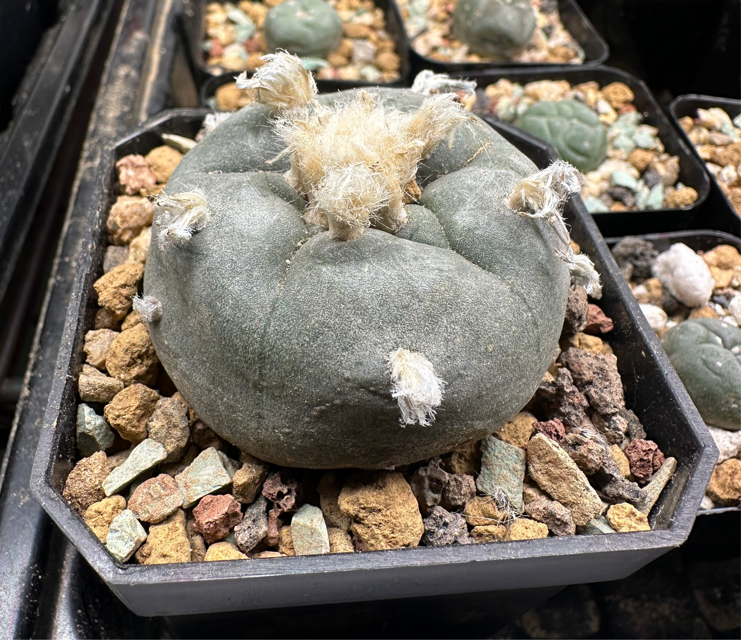 2” Lophophora Williamsii