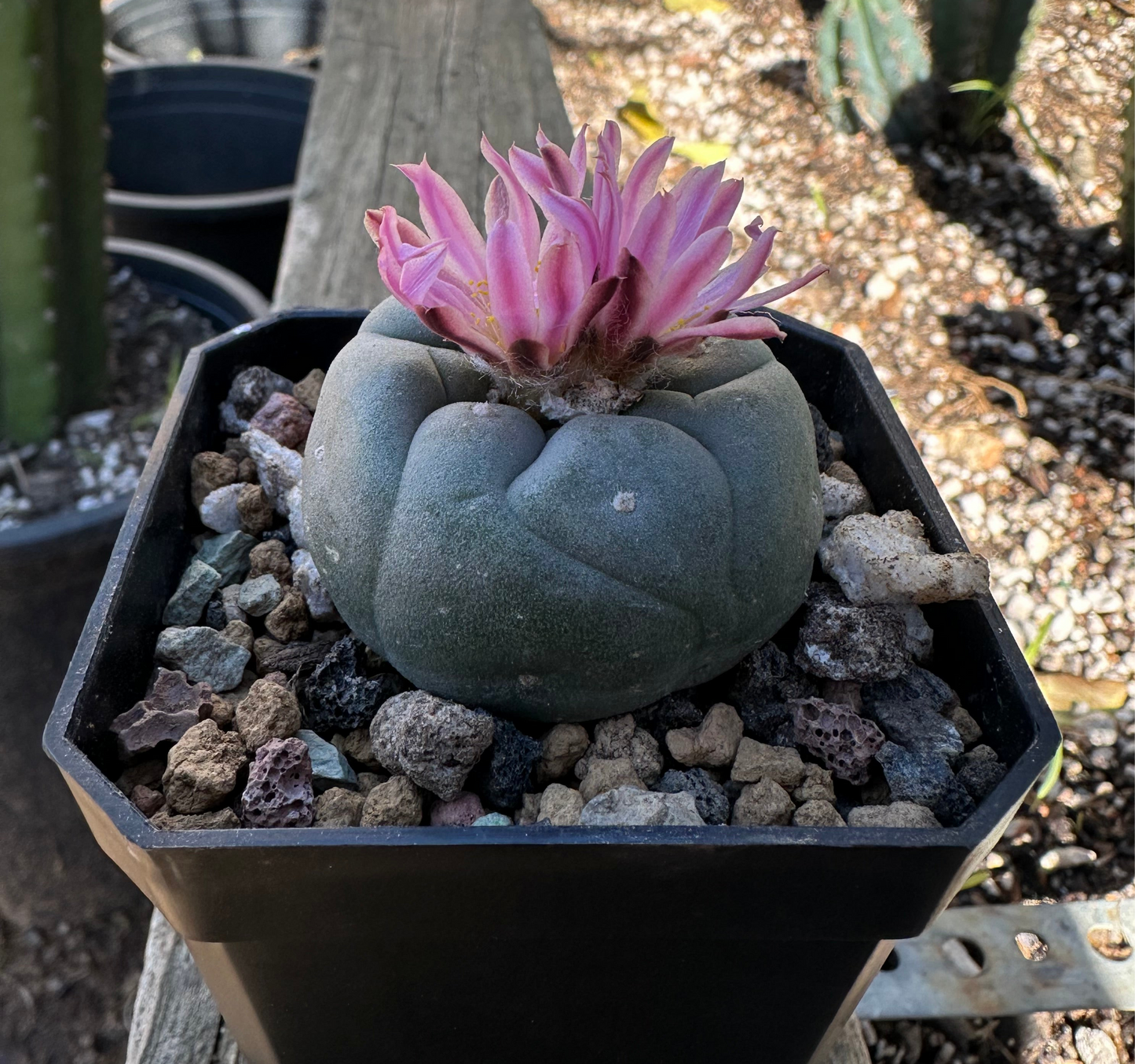 2” Lophophora Fricii