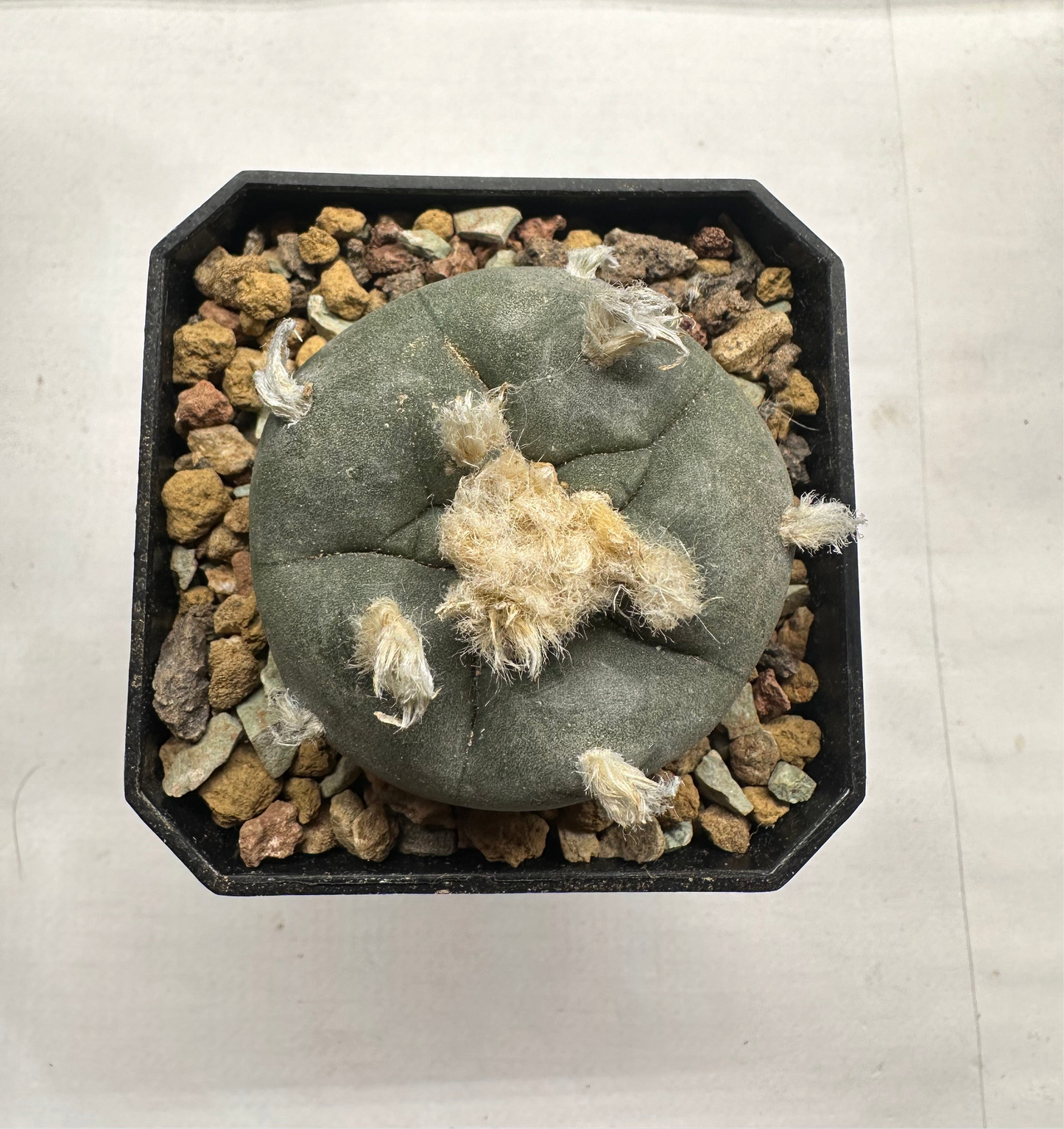 2” Lophophora Williamsii