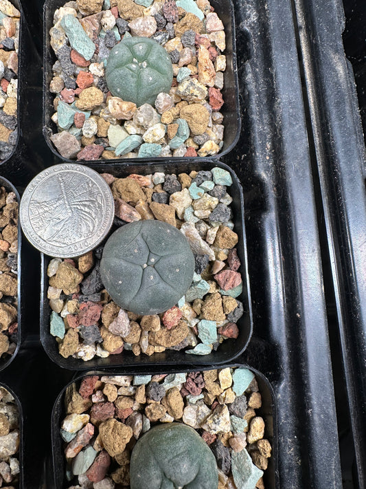 3/4” Lophophora