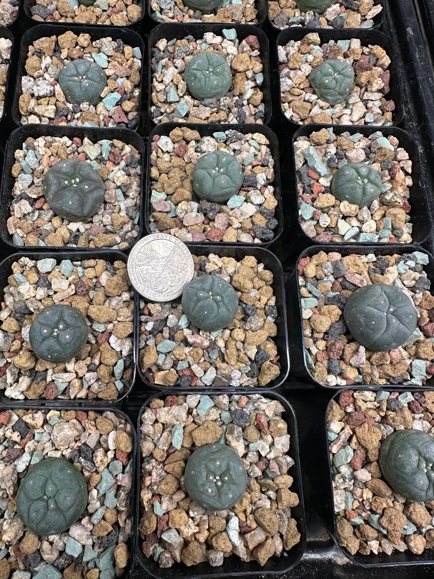 3/4” Lophophora