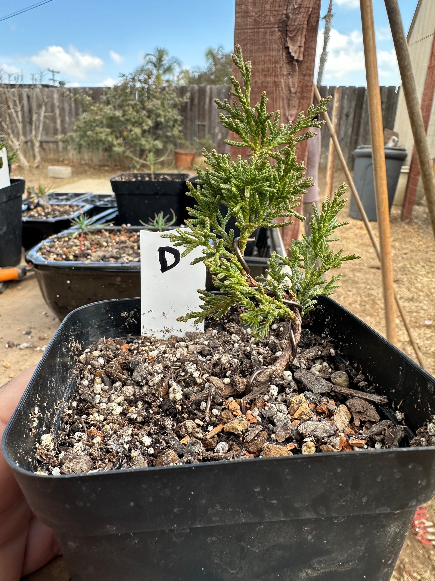 Shimpaku Juniper Pre-Bonsai