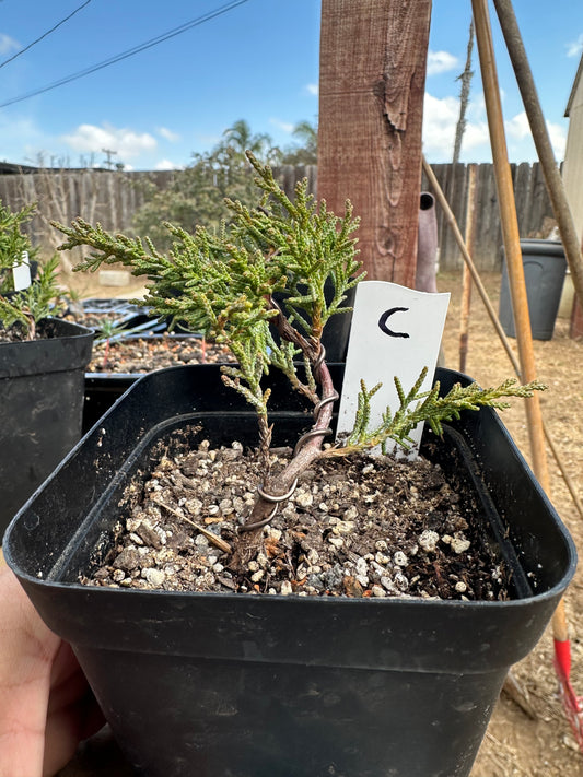 Shimpaku Juniper Pre-Bonsai