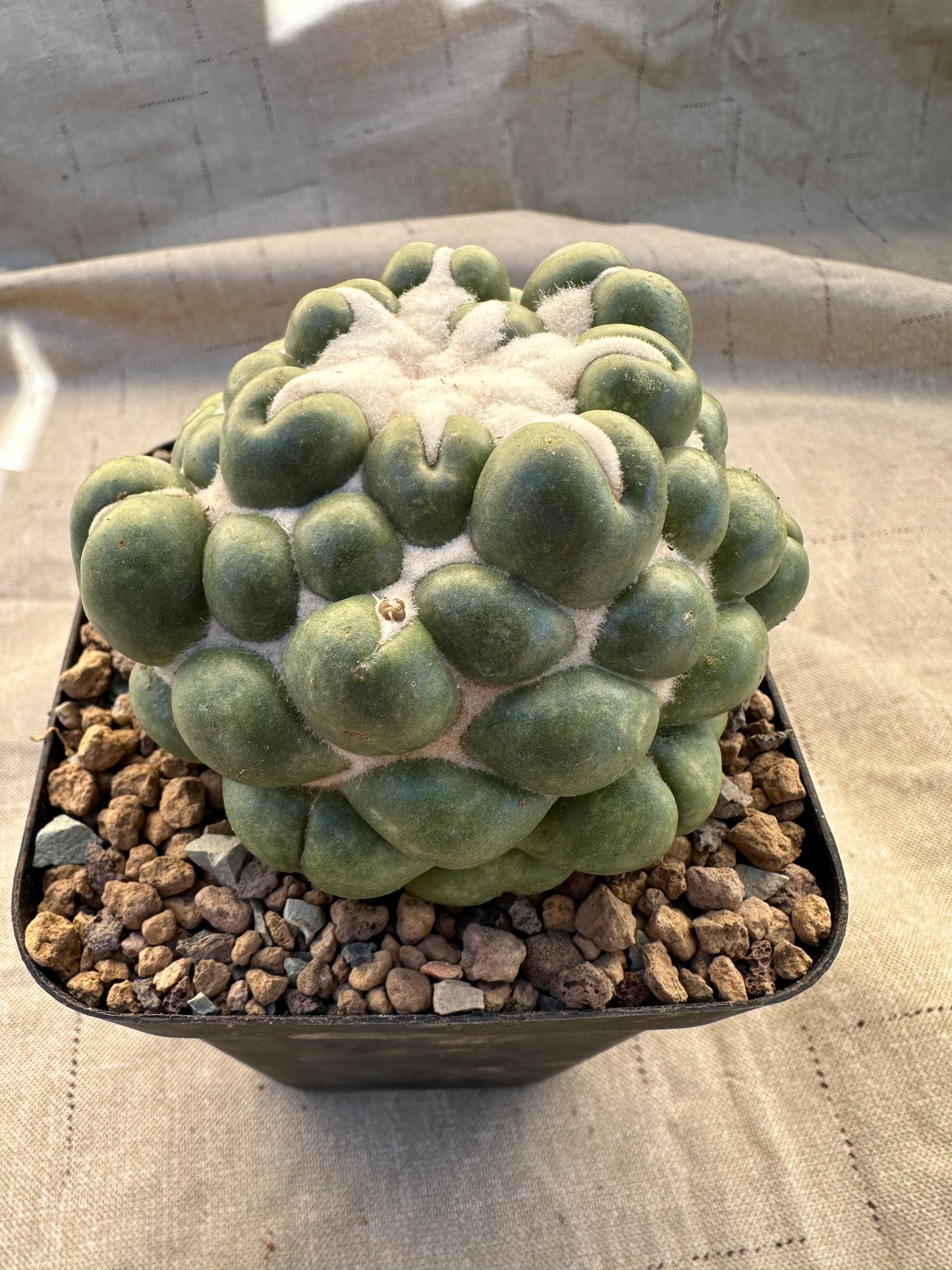 Coryphantha Elephantidens Inermis | 3” Cactus Plant