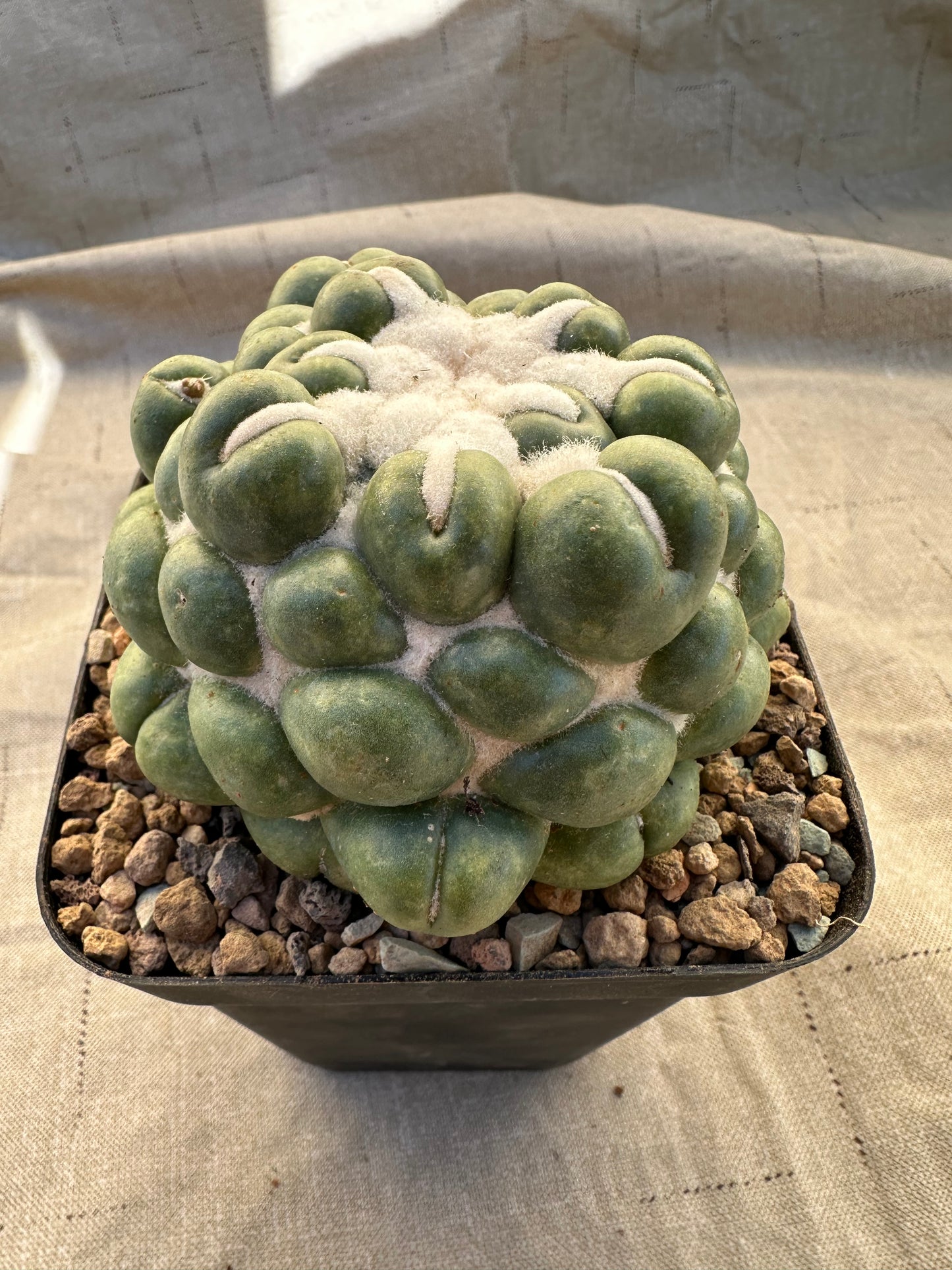 Coryphantha Elephantidens Inermis | 3” Cactus Plant