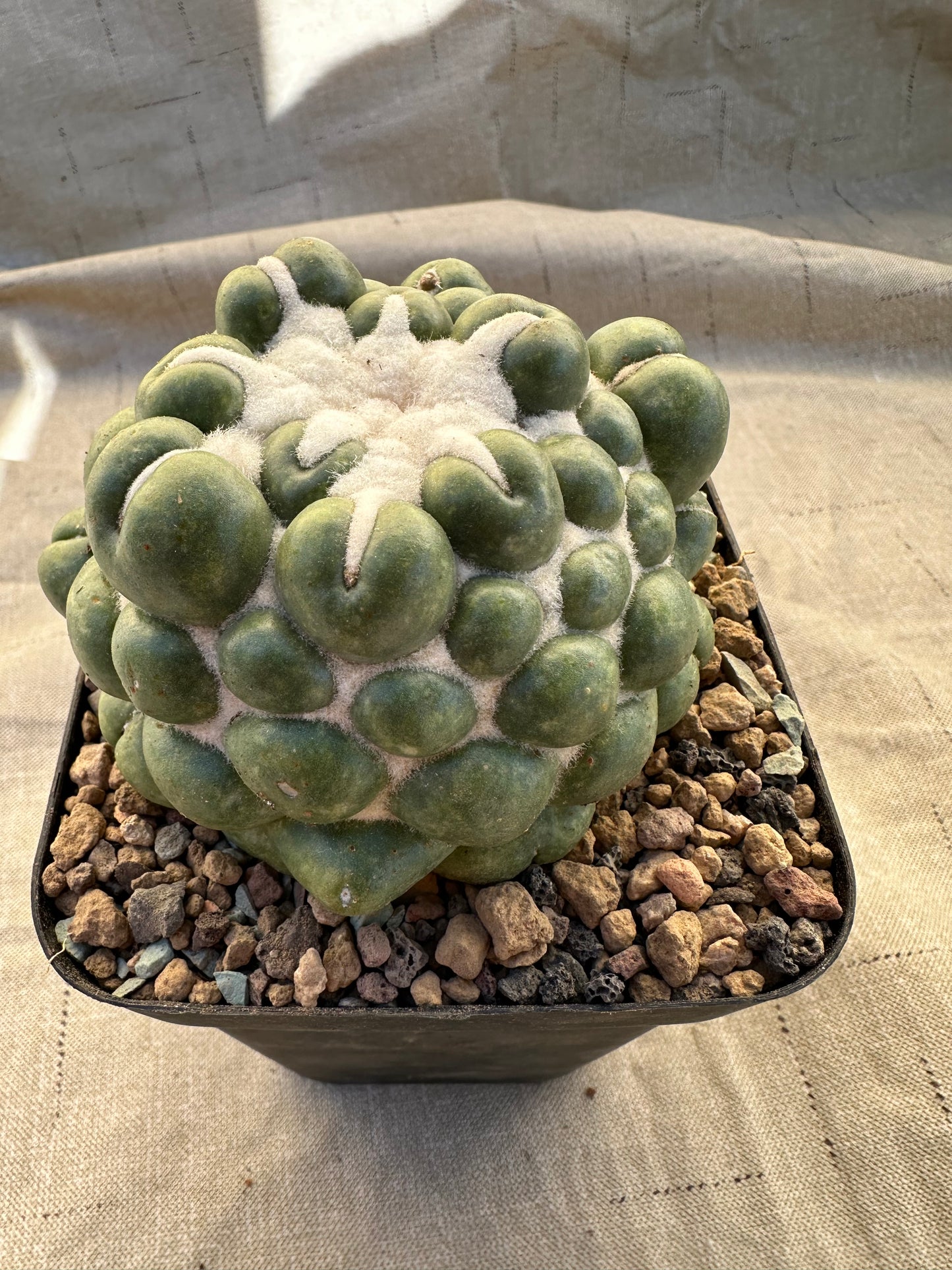 Coryphantha Elephantidens Inermis | 3” Cactus Plant