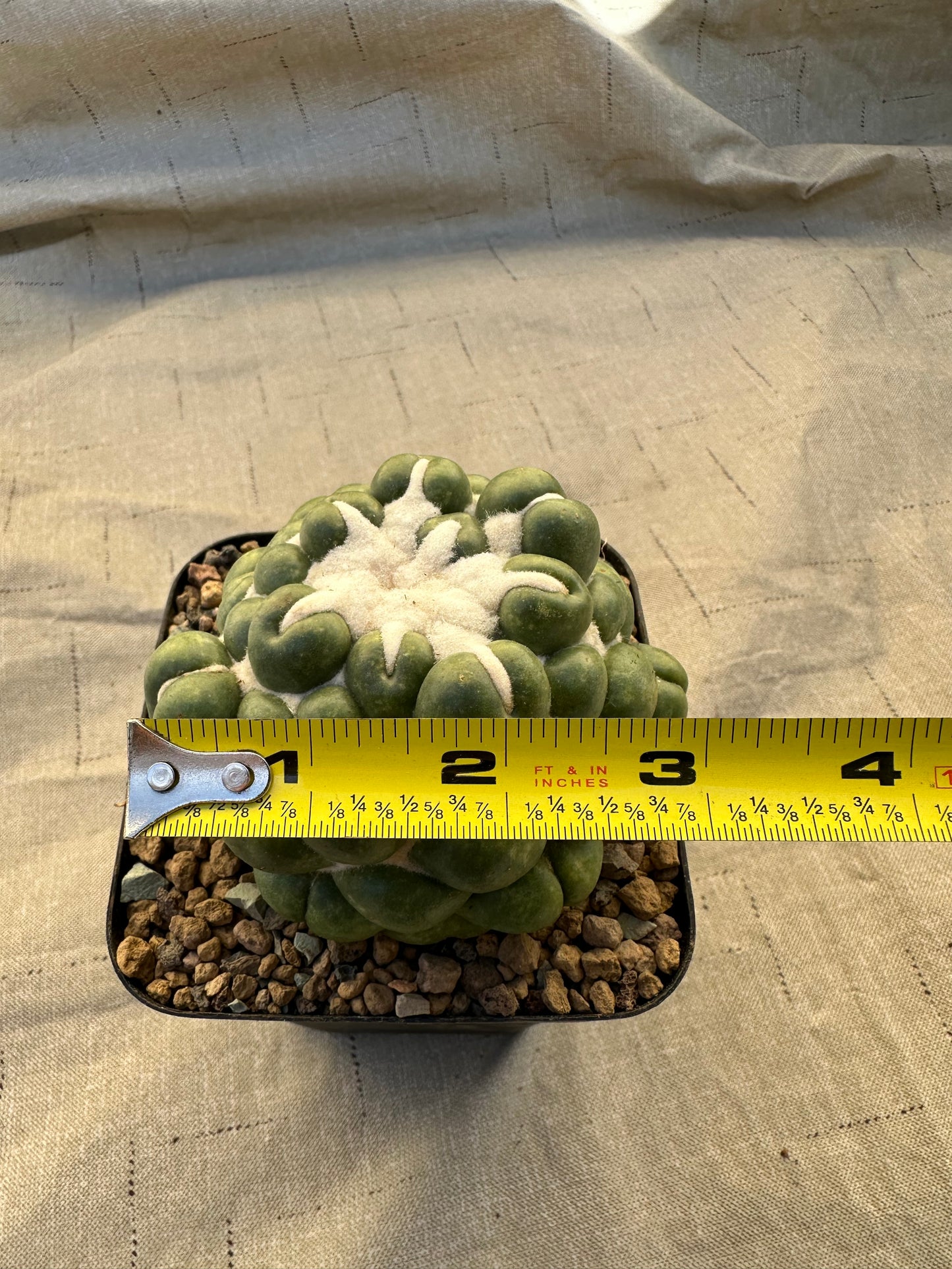 Coryphantha Elephantidens Inermis | 3” Cactus Plant