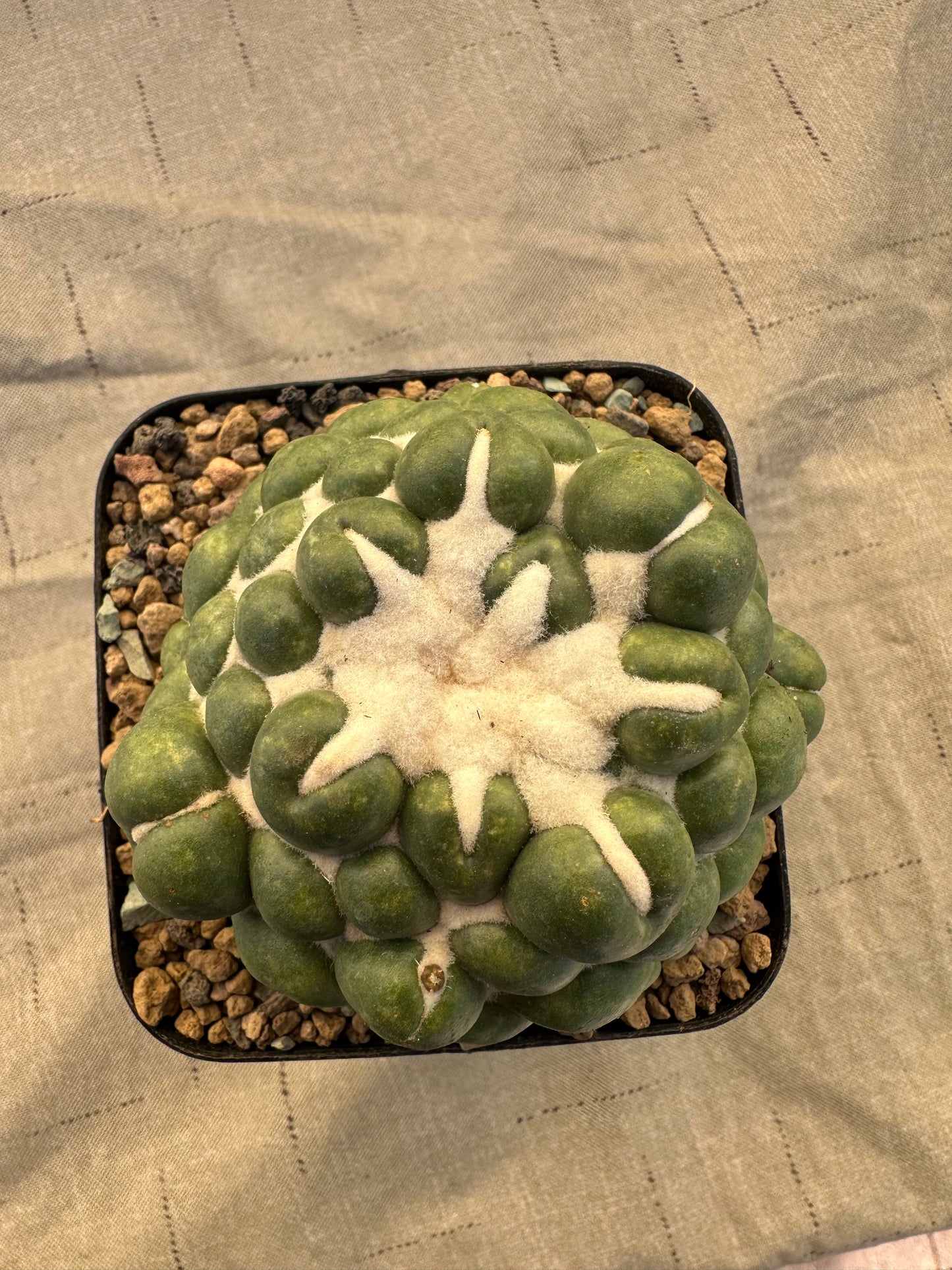 Coryphantha Elephantidens Inermis | 3” Cactus Plant