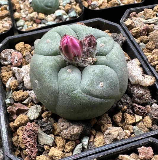 2” Lophophora Fricii